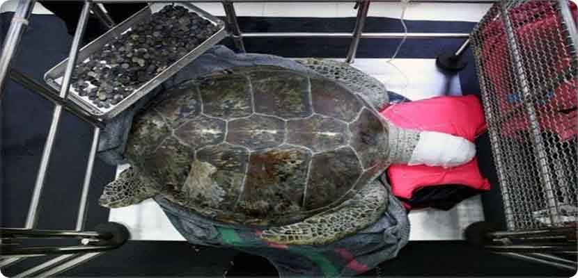 السلحفاة نفسها فتزن 59 كيلوجراماً