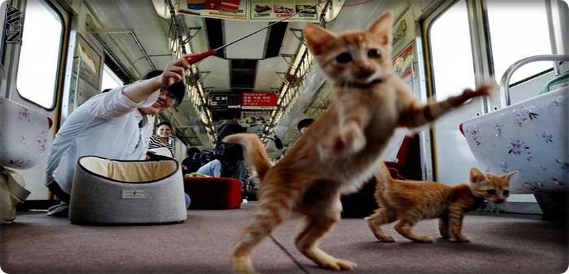 قطط اليابان "تقوم بحملة توعية" لعدم قتلها