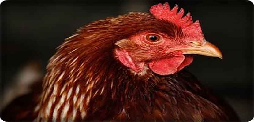 أمرت المحكمة أيضا بمصادرة سبع دجاجات وماعز من منزله